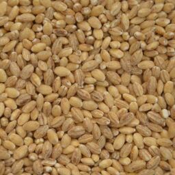 Bio Gerste 5 kg