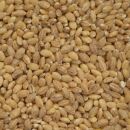 Bio Gerste 5 kg
