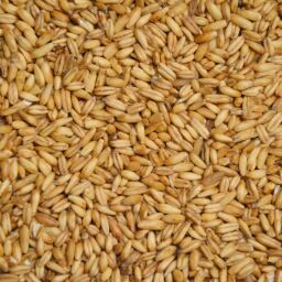 Bio Hafer 5 kg