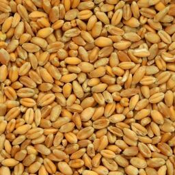 Bio Weizen 5 kg