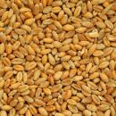 Bio Weizen 5 kg