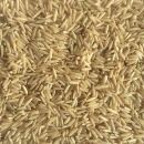 Bio Basmati Reis natur 10 kg (Vollkorn)