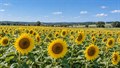 Sonnenblumenfeld als Symbol für Bio-Landwirtschaft und Klimaschutz